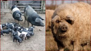Vesti cu…bani pentru crescatorii de porci din rasele Bazna si Mangalita